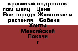 красивый подросток пом шпиц › Цена ­ 30 000 - Все города Животные и растения » Собаки   . Ханты-Мансийский,Покачи г.